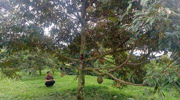 Gambar 4 Dijual Cepat Kebun Durian Plus Villa Kaca Luas 5ha Di Bogor