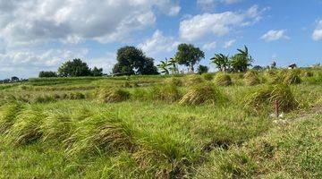 Gambar 3 Prime Freehold Land For Sale In Kerobokan, Jalan Bedugul