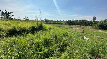 Gambar 3 Cheap Price Land Leasehold At North Canggu Tuka Village 32 Are 