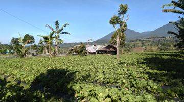 Gambar 5 Tanah perkebunan produktif di baturiti tabanan