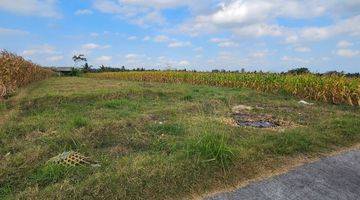 Gambar 3 Dijual tanah sawah dekat pantai pasut tabanan