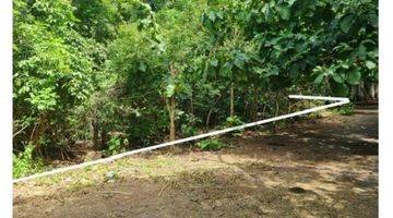 Gambar 2 Tanah di Belimbing Sari, Badung SHM 5.000 m²