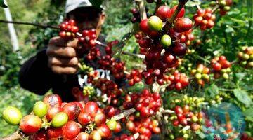 Gambar 1 Tanah Kebun SHM Murah Pinggir Jalan Dijual Bu di Bali Utarar