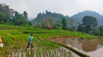 Gambar 3 Tanah Sawah Produktif Sangat Strategis View Lepas Ke Gunung 