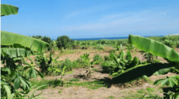 Gambar 4 Land For Lease Padang Galak Sanur Denpasar