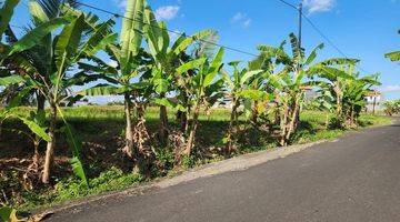 Gambar 2 Tanah View Sawah, Jalan Aspal 6m, Canggu