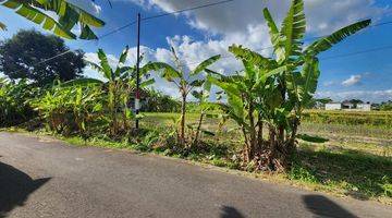 Gambar 4 Tanah View Sawah, Jalan Aspal 6m, Canggu