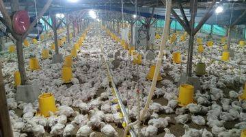 Gambar 5 Tanah Bangunan Kandang Ayam Di Sukajaya Jonggol Bogor  Lt 6300