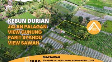 Gambar 1 Tanah Palagan Kebun Durian Asri Parit Syahdu View Gunung Sawah