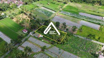 Gambar 2 Tanah Palagan Kebun Durian Asri Parit Syahdu View Gunung Sawah