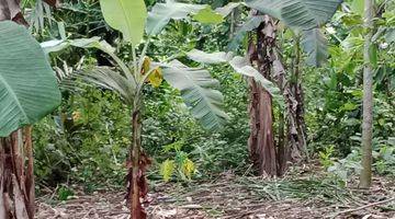 Gambar 4 Tanah vew sawah, lingkungan tenang dibubud