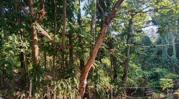 Gambar 1 Tanah Murah Vew Hutan Sungai, Lingkungan Adem Diubud