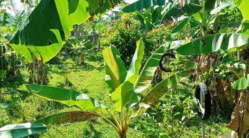 Gambar 3 Tanah Tampaksiring Dekat ubud View Cantik