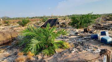 Gambar 5 Lahan Kebun Sawit Siap Tanam Dekat Pontianak