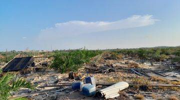 Gambar 3 Lahan Kebun Sawit Siap Tanam Dekat Pontianak