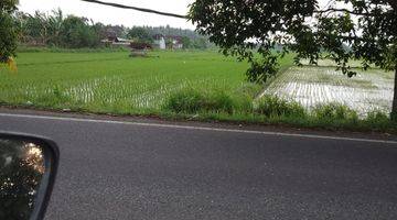 Gambar 3 Tanah Sawah Pinggir Jalan Utama Jembrana Bali