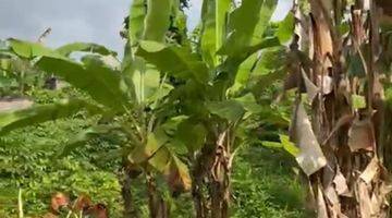 Gambar 2 Dijual Lahan Strategis View Sawah Ubud Bali