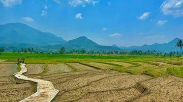 Gambar 4 Tanah Sawah 1000 Meter Akses Jalan Masuk Mobil