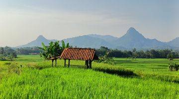 Gambar 1 Tanah Sawah Produktif View Mewah Akses Mobil