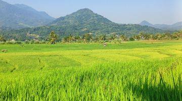 Gambar 2 Tanah Sawah Produktif View Mewah Akses Mobil