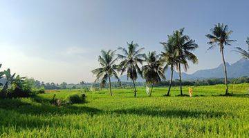 Gambar 3 Tanah Sawah Produktif View Mewah Akses Mobil