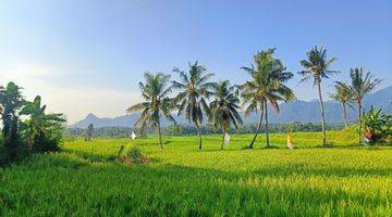 Gambar 4 Tanah Sawah Produktif View Mewah Akses Mobil