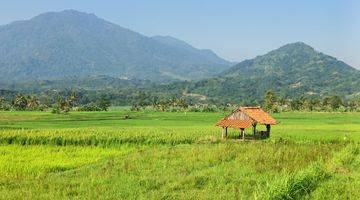 Gambar 5 Tanah Sawah Produktif View Mewah Akses Mobil