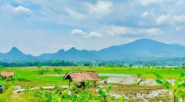 Gambar 5 Tanah Sawah Produktif SHM Gratis Perawatan 2 Tahun