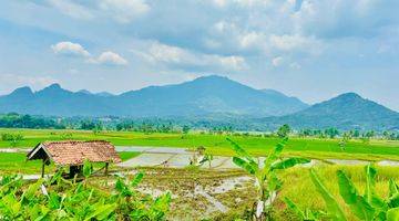 Gambar 4 Tanah Sawah Produktif SHM Gratis Perawatan 2 Tahun