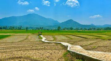 Gambar 1 Tanah Sawah 1000 Meter Akses Jalan Masuk Mobil