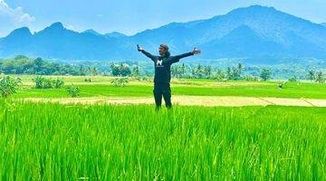 Gambar 2 Tanah Sawah 1000 Meter Akses Jalan Masuk Mobil