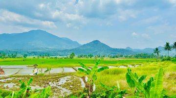 Gambar 2 Tanah Sawah Produktif SHM Gratis Perawatan 2 Tahun