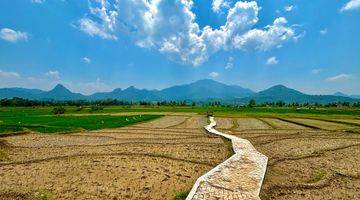 Gambar 5 Tanah Sawah 1000 Meter Akses Jalan Masuk Mobil