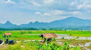 Gambar 3 Tanah Sawah Produktif SHM Gratis Perawatan 2 Tahun