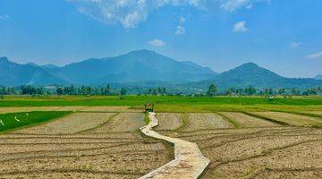 Gambar 3 Tanah Sawah 1000 Meter Akses Jalan Masuk Mobil