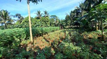 Gambar 3 Dijual Tanah Sawah Luas2280 Kec Ciseeng Kab Bogor