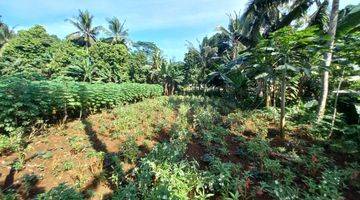 Gambar 1 Dijual Tanah Sawah Luas2280 Kec Ciseeng Kab Bogor