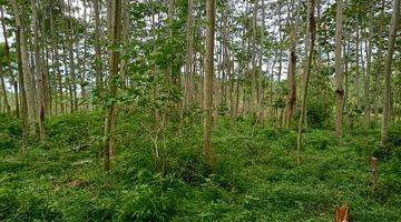 Gambar 5 Tanah Dekat Makam Sentong Lawang, SHM Lokasi Strategis di Dusun Andongbang, Jatisari, Purwodadi, Pasuruan