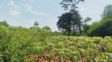 Gambar 4 Tanah Kebun Di Kawasan Desa Cijayanti Akses Jalan Utama