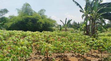 Gambar 1 Tanah Kebun Di Kawasan Desa Cijayanti Akses Jalan Utama