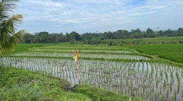 Gambar 5 FOR SALE TANAH KAVLING CANGGU AREA TENANG DAN ASRI