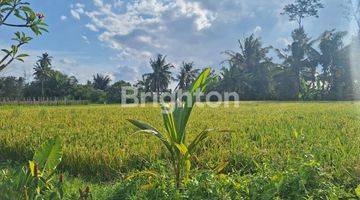 Gambar 5 PRIVATE POOL VILLA VIEW PERSAWAHAN AREA UBUD