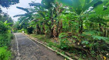 Gambar 2 Tanah Kebon Murah Dekat Pasar Wiradesa Pekalongan