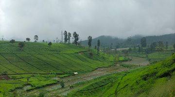 Gambar 1 Kavling dengan pemandangan keren dan sudah ada kebun teh protuktif