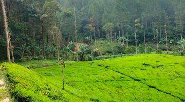 Gambar 3 Kavling dengan pemandangan keren dan sudah ada kebun teh protuktif