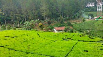 Gambar 4 Kavling dengan pemandangan keren dan sudah ada kebun teh protuktif