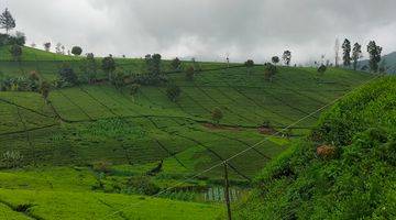 Gambar 5 Kavling dengan pemandangan keren dan sudah ada kebun teh protuktif