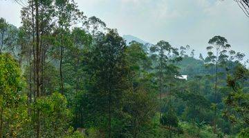 Gambar 4 Kavling sudah ada kebun kopi produktif dan ketinggian di 1300MDPL