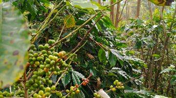 Gambar 2 Kavling sudah ada kebun kopi produktif dan ketinggian di 1300MDPL