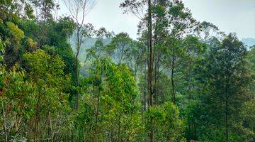 Gambar 5 Kavling sudah ada kebun kopi produktif dan ketinggian di 1300MDPL